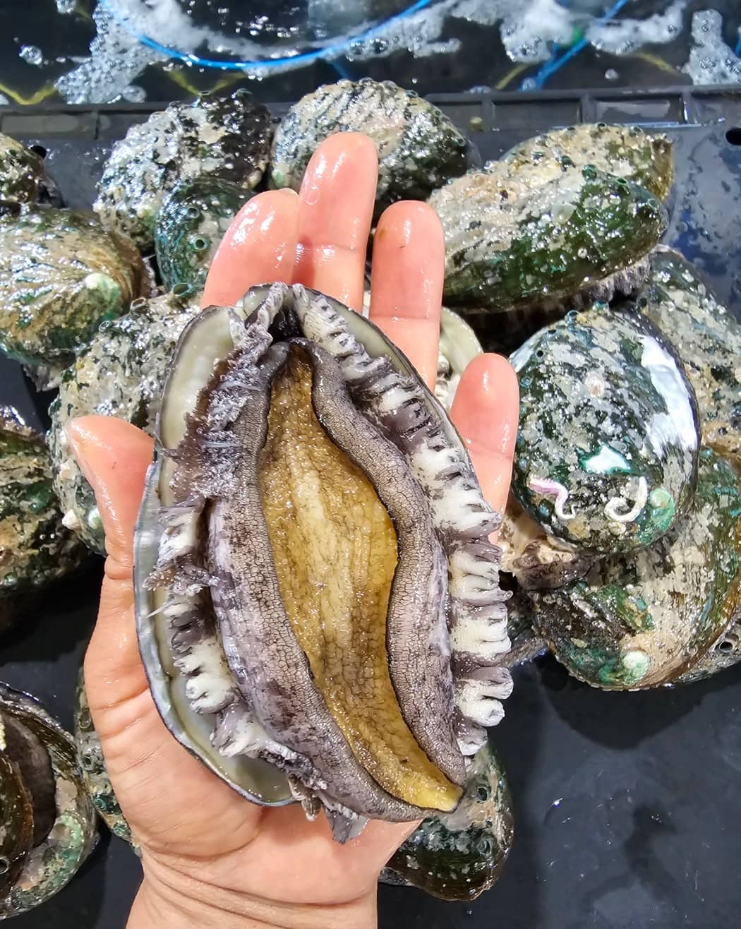 완도산 전복 1kg